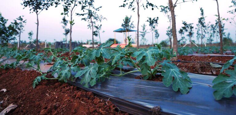Aprajitha Properties & Farm Lands